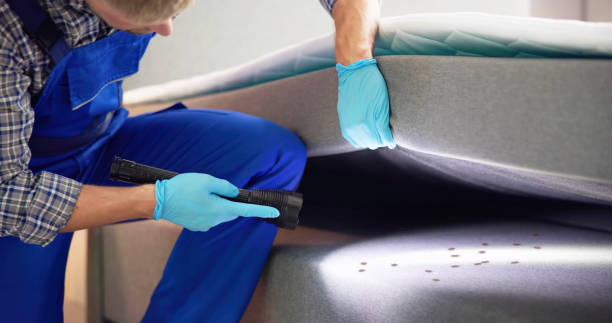 Best Flea Control Services  in Pella, IA
