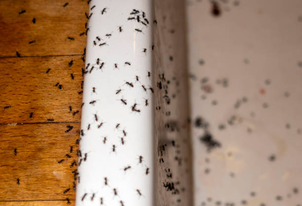 Best Pest Removal Services  in Pella, IA