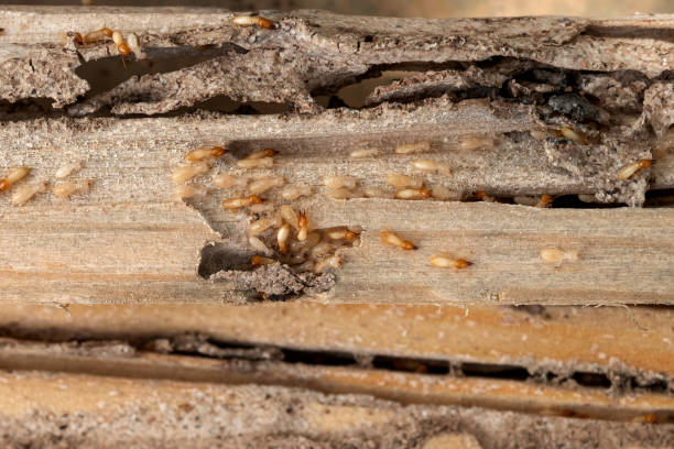 Best Wildlife Control Services  in Pella, IA