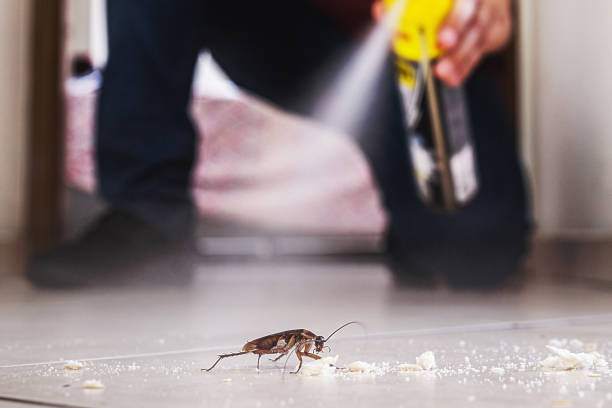 Best Wasp Removal Services  in Pella, IA