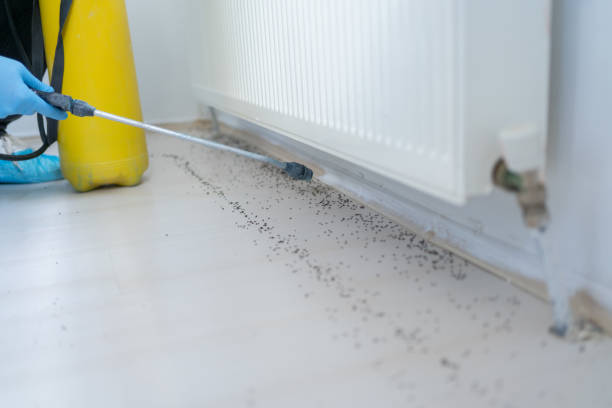 Best Exterminator Services  in Pella, IA