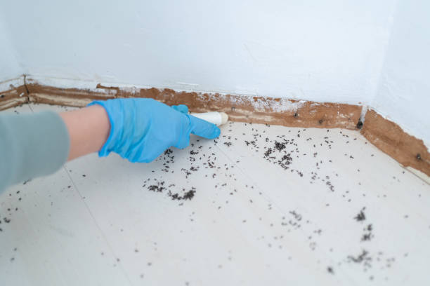 Best Exterminator Services  in Pella, IA